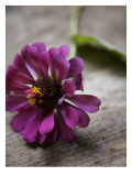 Purple Zinnia Wall Decal