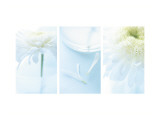 White Mums Triptych Wandabziehbild