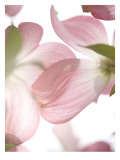 Pink Dogwood Flowers II Wall Decal