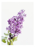 Lilac Beauty Vinilos decorativos