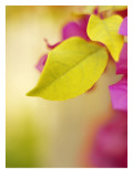 Bougainvillea Muursticker