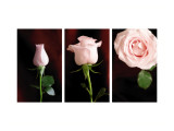 Pink Roses Triptych Autocollant mural