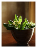 Petite Blossoms I Muursticker