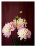 Pink Dahlias I Muursticker