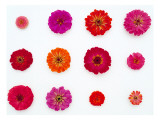 Pinks and Reds on White, Zinnia Family wandtattoos