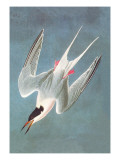 Roseate Fern Wall Decal by John James Audubon