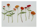 Zinnia Row on White Wall Decal