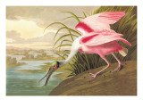 Roseate Spoonbill Wall Decal by John James Audubon