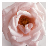 Powder Pink Rose III Wall Decal