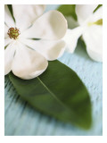 Open Magnolia Flower Wall Decal