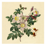White Floral Illustration Vinilos decorativos