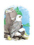 The Snow Owl Wall Decal by Theodore Jasper