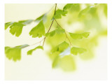 Ginkgo Breeze Autocollant mural