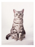 Finnegan the Cat I Wall Decal