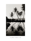 Coconut Palms, Pearl Harbor, Hawaii, 1927 Wall Decal