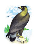 Golden Eagle, Ring-Tailed Eagle Wall Decal by Theodore Jasper