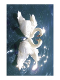 Swans Wall Decal