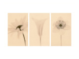 Faint Petals Triptych Muursticker