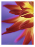 Red Dahlia Wall Decal