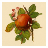 Apple and Bees Wandabziehbild