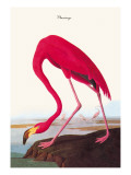 Flamingo Wall Decal by John James Audubon