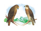 Hen Hawk and Swainson's Hawk Wall Decal by Theodore Jasper