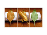Leaves Arrangement Triptych Autocollant mural