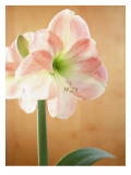 White and Pink Amaryllis Wall Decal