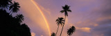 Rainbow Behind Palm Trees, French Polynesia Wall Decal by Panoramic Images 