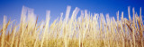 Marram Grass in a Field, Washington State, USA Wall Decal by Panoramic Images 