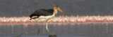 Marabou Stork Walking in Water Wall Decal by Panoramic Images 