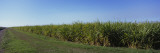 Field of Sugar Cane, Florida, USA Vinilos decorativos por Panoramic Images