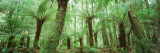 Trees in a Forest, Franklin Gordon Wild Rivers National Park, Tasmania, Australia Vinilos decorativos por Panoramic Images Trees in a Forest, Franklin Gordon Wild Rivers National Park, Tasmania, Australia Vinilos decorativos por Panoramic Images