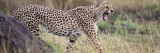 Cheetah Walking in a Field Wall Decal by Panoramic Images 