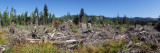 Timber Cut Down in a Forest, Olympic National Forest, Washington State, USA Vinilos decorativos por Panoramic Images Timber Cut Down in a Forest, Olympic National Forest, Washington State, USA Vinilos decorativos por Panoramic Images