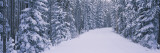 Trees on Both Sides of a Road, Banff National Park, Alberta, Canada Wall Decal by Panoramic Images 