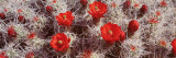 Cactus Flowers, Joshua Tree National Monument, California, USA Wall Decal by Panoramic Images 