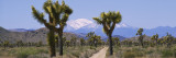 Dirt Road Passing through a Landscape, Queen Valley, Joshua Tree National Monument, California, USA Wall Decal by Panoramic Images 
