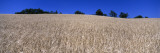 Corn Growing in a Field, Provence, France Wall Decal by Panoramic Images 