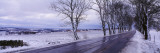 Trees by the Side of a Road, Sweden Vinilos decorativos por Panoramic Images