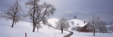 Linden Trees on a Snow Covered Landscape, Canton of Zug, Switzerland Vinilos decorativos por Panoramic Images