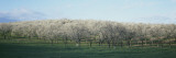 Cherry Trees in an Orchard, Mission Peninsula, Traverse City, Michigan, USA Wall Decal by Panoramic Images 