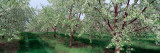 Spring Blossoms on Cherry Trees Wall Decal by Panoramic Images 