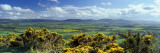 High Angle View of Trees, North York Moors National Park, North Yorkshire, England, United Kingdom Wall Decal by Panoramic Images 
