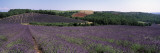 Lavenders Growing in a Field, Provence, France Wall Decal by Panoramic Images 