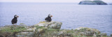 Atlantic Puffins Perching on Rocks, Maberly, Newfoundland and Labrador, Canada (Fratercula Arctic) Wall Decal by Panoramic Images 