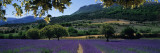 Mountain Behind a Lavender Field, Provence, France Wall Decal by Panoramic Images 