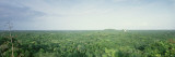 High Angle View of a Rainforest, Mexico Wall Decal by Panoramic Images 