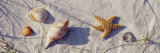 Starfish and Seashells on the Beach, Dauphin Island, Alabama, USA Autocollant mural par Panoramic Images 