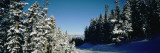 Treelined Ski Track, Winter Park Resort, Colorado, USA Vinilos decorativos por Panoramic Images Treelined Ski Track, Winter Park Resort, Colorado, USA Vinilos decorativos por Panoramic Images